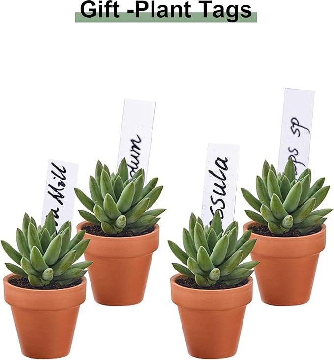 Riseuvo 32pcs 2" Small Mini Terracotta & Clay Pot Planter - Cactus Flower Nursery Terra Cotta Pots with Drainage, Perfect for Indoor/Outdoor Plants, Crafts