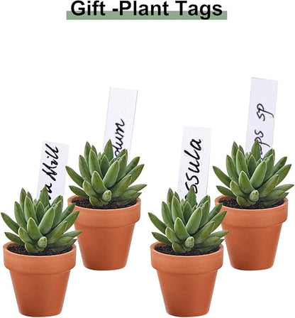 Riseuvo 32pcs 2" Small Mini Terracotta & Clay Pot Planter - Cactus Flower Nursery Terra Cotta Pots with Drainage, Perfect for Indoor/Outdoor Plants, Crafts