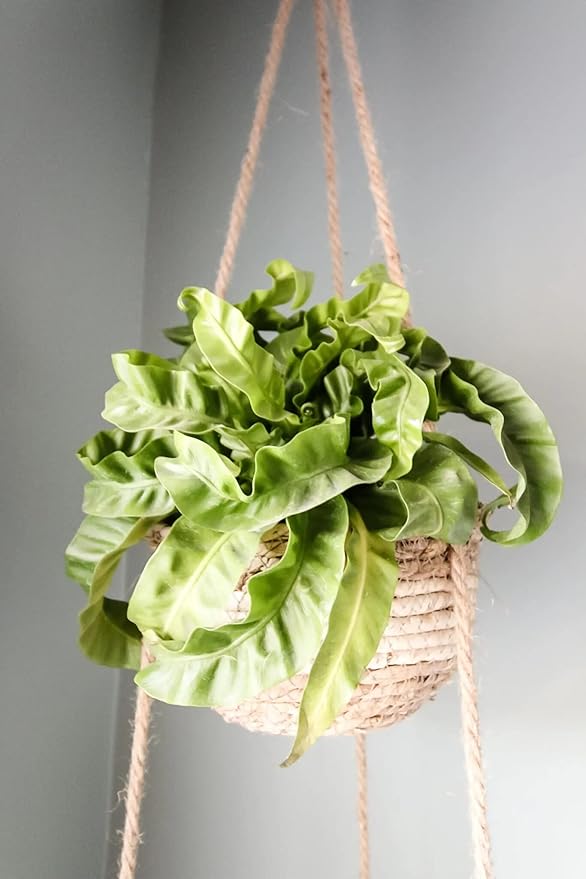 GARDENERA Hurricane Plant Planting Mix - Promotes Steady Growth and Lush Leaves - 10 Quart (2 Bags of 5 Quart)