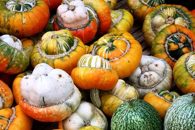Pumpkin Turk’s Turban 10 Seeds Ornamental Decorative Turban Squash Mushroom Pumpkin Gourd Non-GMO