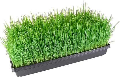 9GreenBox 5 Pack of Durable Black Plastic Growing Trays (with Holes) 21" x 11" x 2" - Planting Seedlings, Flowers, Wheatgrass