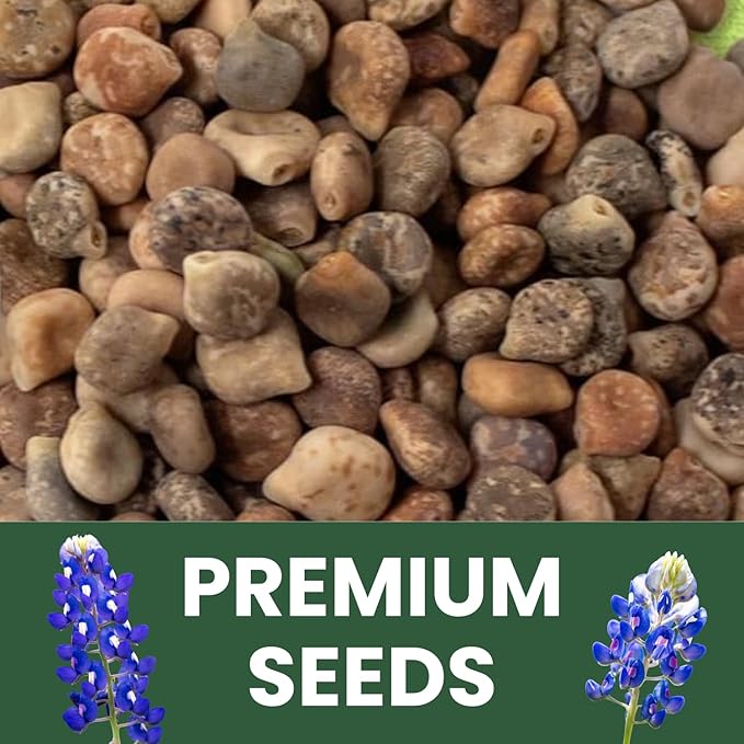 Texas Bluebonnet – 400 Seeds for Planting – 2026 Season – 0.5 Ounce Pouch
