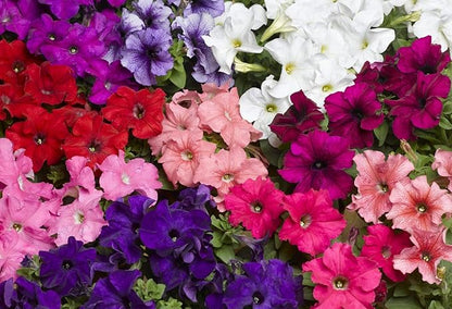 Seeds Petunia Triumph Rainbow Mix - Annual Flowers for Planting - GMO Free