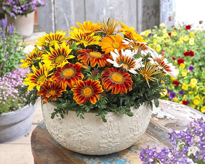 Seeds Treasure Flower Mix- Gazania - Annual Flowers for Planting - GMO Free