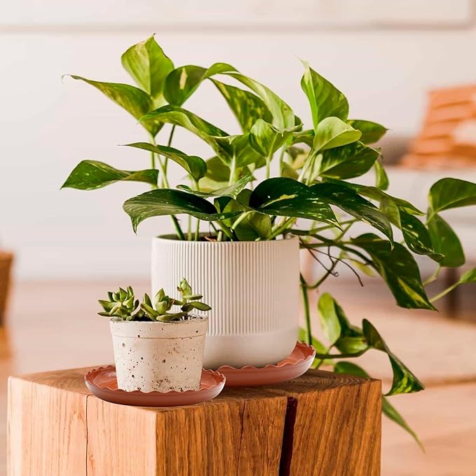 12 Pack White Plant Trays 3 Sizes Plastic Round Wave Plant Saucer Flower Plant Pot Saucer Terracotta Drip Trays for Indoor Outdoor Flower Pots and Planters, with 20pcs Green Plant Labels