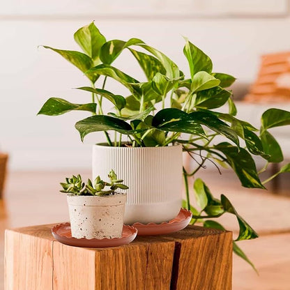 12 Pack White Plant Trays 3 Sizes Plastic Round Wave Plant Saucer Flower Plant Pot Saucer Terracotta Drip Trays for Indoor Outdoor Flower Pots and Planters, with 20pcs Green Plant Labels
