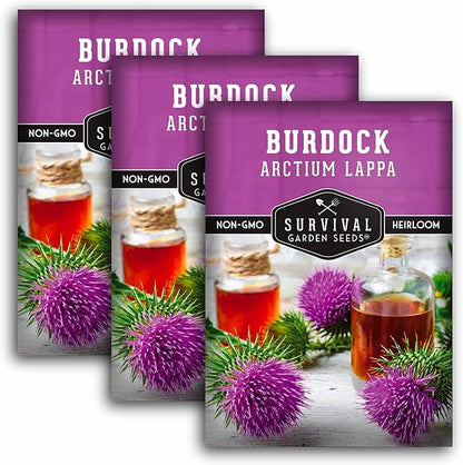 Burdock Root Seeds for Planting – Grow GOBO (Arctium lappa) Heirloom Root Vegetable – Non-GMO Medicinal Herb for Home Gardens – Survival Garden Seeds (3 Packs)