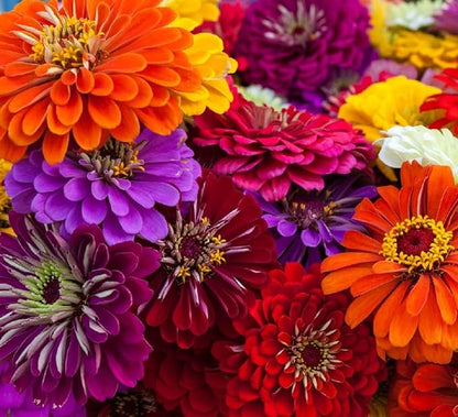 Zinnia Seeds for Planting – Non-GMO Heirloom Zinnia Flower Seeds – Full Instruction Packets to Plant in Your Home Outdoor Garden – Gardening Gift – 50 California Giant Zinnia Seeds (1 Packet)