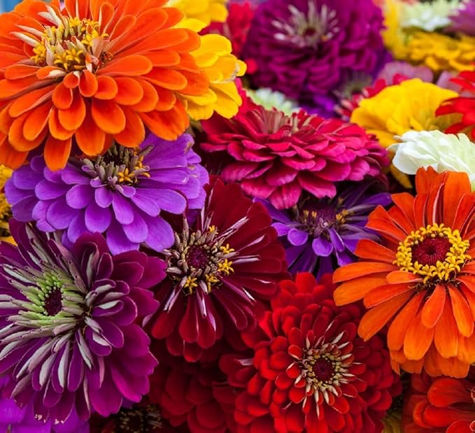 Zinnia Seeds for Planting – Non-GMO Heirloom Zinnia Flowers – Full Instruction Packets to Plant in Your Home Outdoor Garden – Gardening Gift – 50 California Giant Zinnia Seeds (2 Packets)