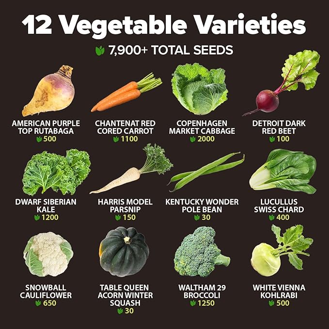 HOME GROWN 12 Winter Vegetable Seeds Heirloom,Fall & Winter Vegetable Seeds for Planting Home Garden: Bean, Beet, Broccoli, Cabbage, Carrot, Cauliflower, Kale,Parsnip,Squash,Chard & More