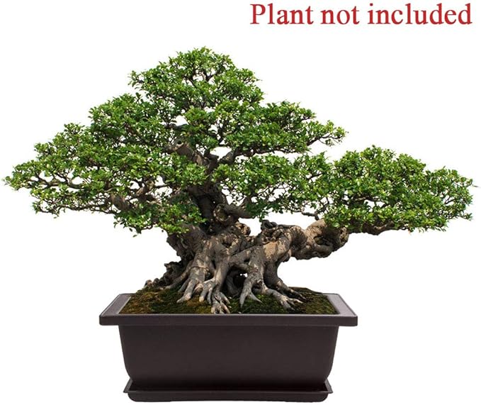 LANIAKEA 12 Pack Bonsai Pot with Trays 6.5 Inch Nursery Pots with Drainage Plastic Bonsai Training Pots for Home Furnishings Décor Flower Nursery Brown