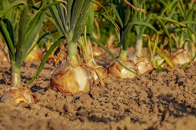 Root Vegetable Seed Set - 7 Varieties of Non-GMO Heirloom Premium Seeds for Planting - Onions, Carrot, Radish, Beet, and Turnip