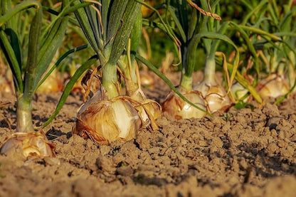 Root Vegetable Seed Set - 7 Varieties of Non-GMO Heirloom Premium Seeds for Planting - Onions, Carrot, Radish, Beet, and Turnip