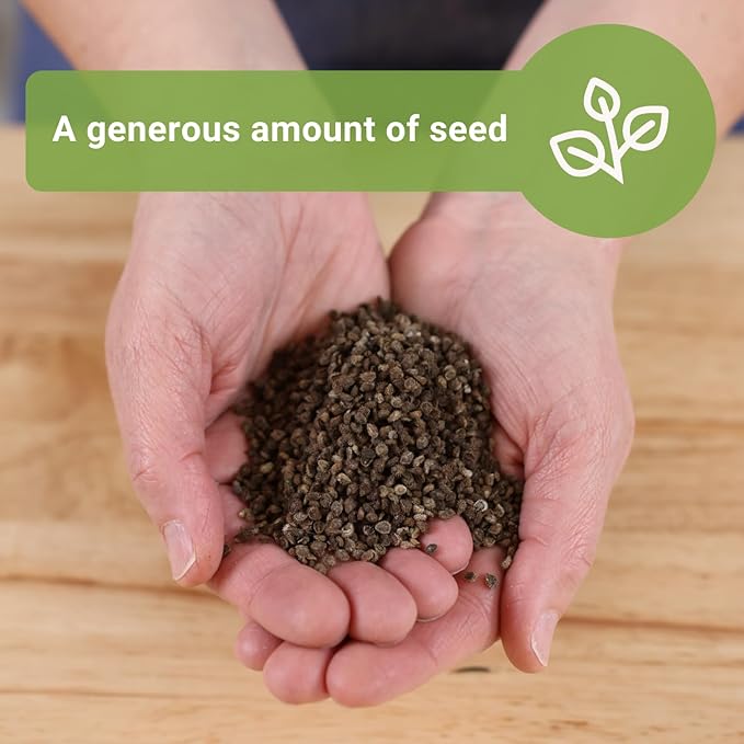 Sow Right Seeds - Bulk Forget-Me-Not Flower Seeds for Planting - 1 Ounce, 5300 Seeds - Non-GMO Heirloom Jumbo Pack with Instructions - Attract Butterflies - Grow Loads of Flowers for Pollinators…