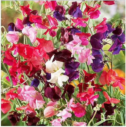 Heirloom Sweet Pea Mixed Seeds - Approximately 65 Seeds