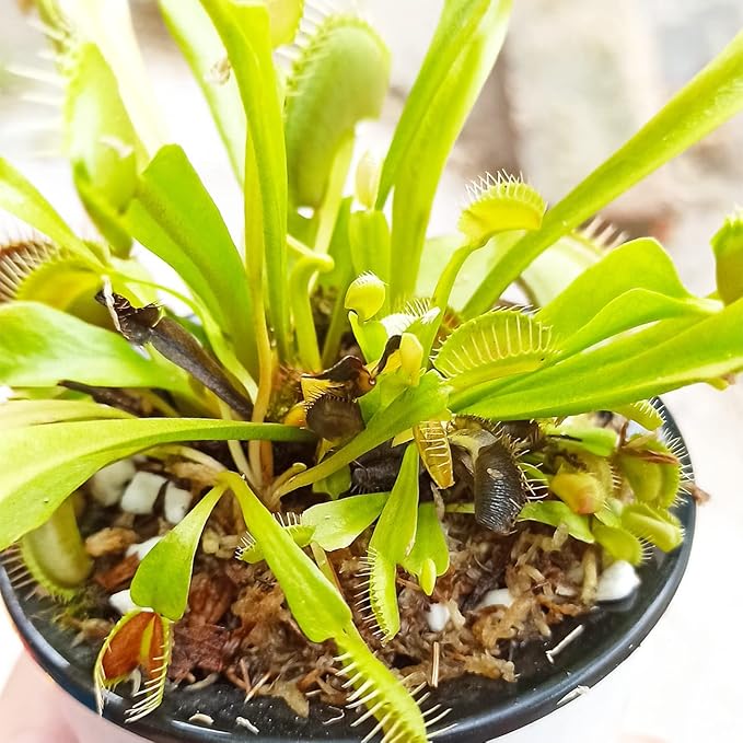 Carnivorous Plant Soil Mix 8 Qts, Include Perlite and Sphagnum Moss Debris, Great Potting Soil for Venus Fly Traps, Pitcher Plants, Sundews
