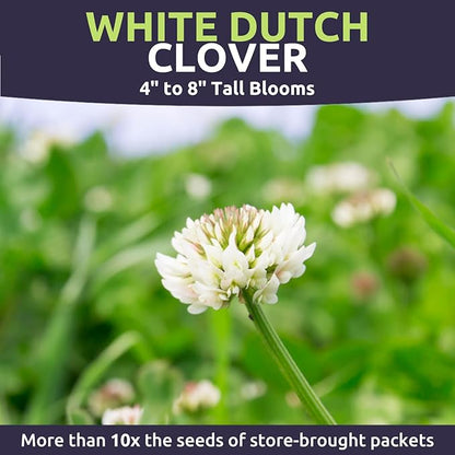 White Dutch Clover - Bulk 5 Pounds - 3,000,000 Flower Seeds for Planting - Trifolium repens