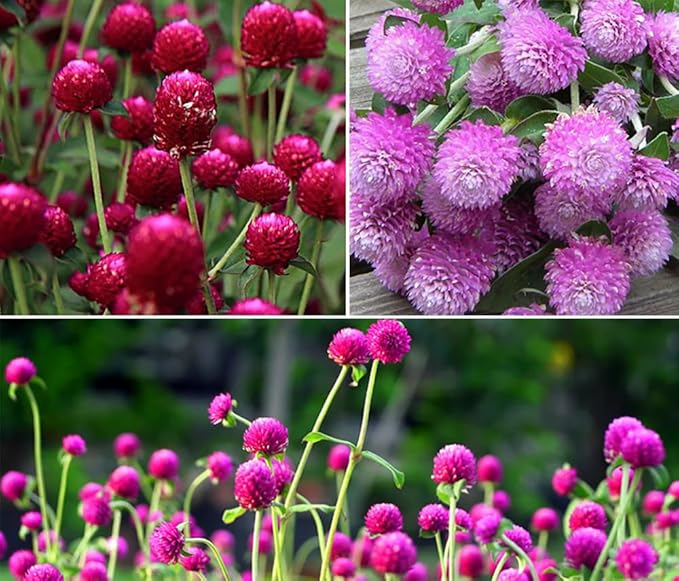 Mixed Color Globe Amaranth Gomphrena Seeds Purple Red White Dried Arrangements Non-GMO 100pcs