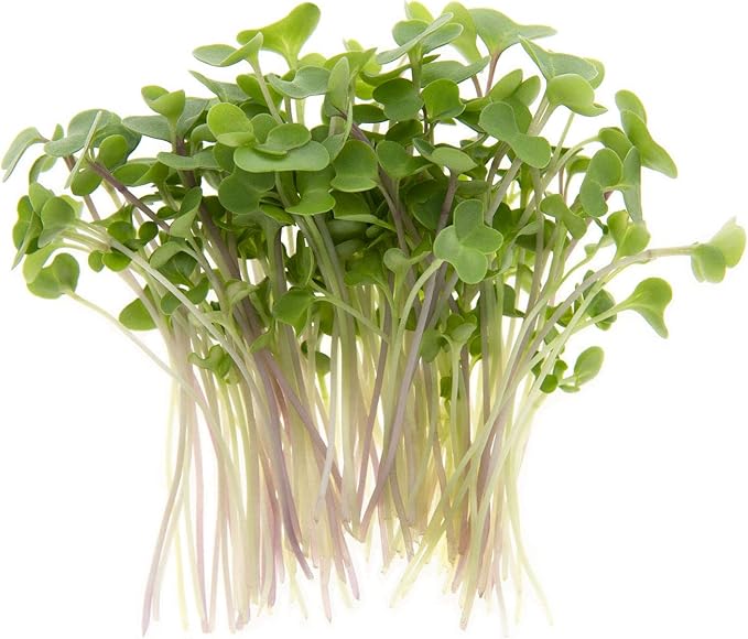 Kale Trio Sprouting & Microgreen Mix | Contains Blue Curled Scotch, Premier & Red Russian Kale Seeds | Heirloom Non-GMO Seeds | Bulk 1 LB Resealable Bag | Rainbow Heirloom Seed Co.