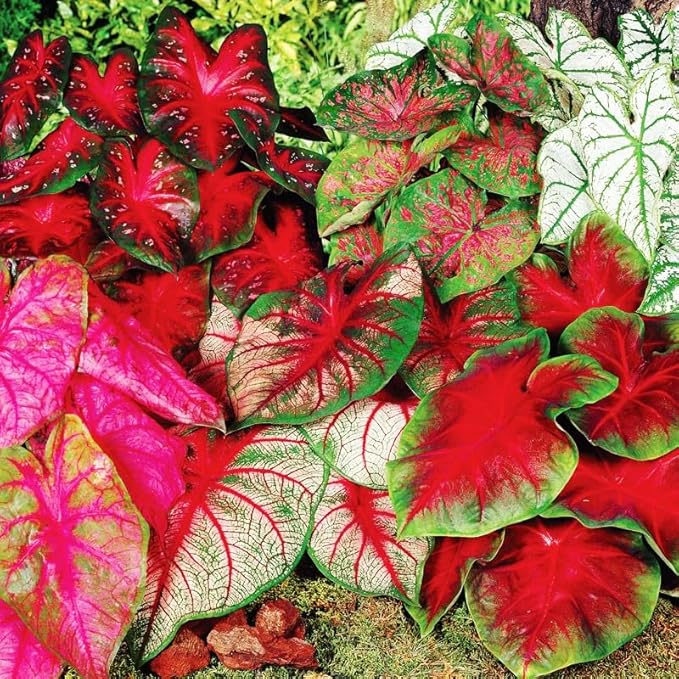 200Pcs Mix Caladium Seeds for Planting for Planting-Non-GMO Heirloom Plant Seeds Garden Outdoor