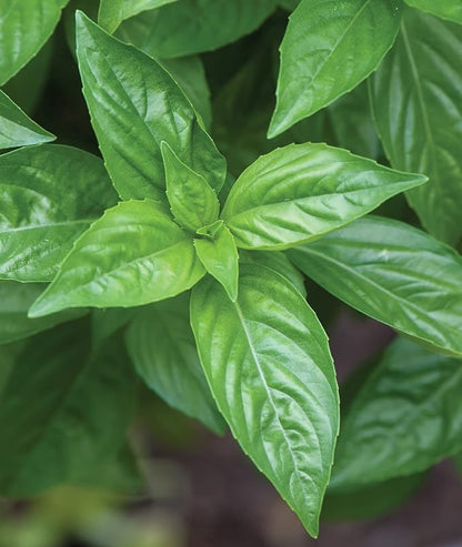 Burpee Sweet Basil Herb Seeds | 500 Non-GMO Basil Seeds for Planting | Grow Fresh Basil Herb in Home Garden | Classic Basil Variety for Italian Cooking