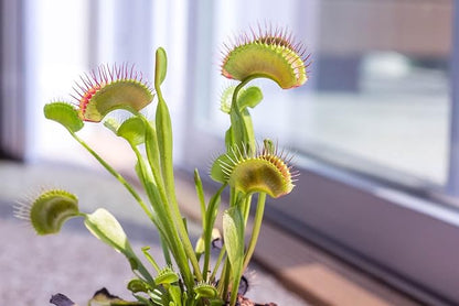 Venus Fly Trap, Pitcher, Butterworts, Bladderworts Drosera Carnivorous Plants Potting Soil Mix 1 Quart (1qt 4 Level Cups)