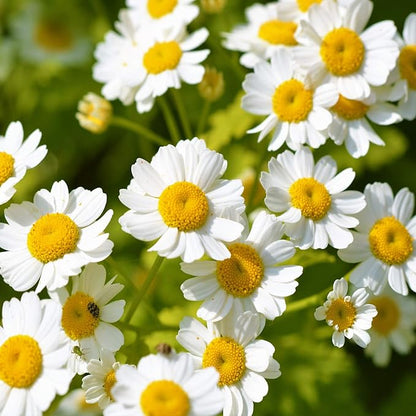 Outsidepride Feverfew Chrysanthemum Seeds - 5000 Pcs. Perennial, Drought Tolerant Flower Seeds for Planting in Pollinator Gardens, Cut Flowers & Low Maintenance Landscaping