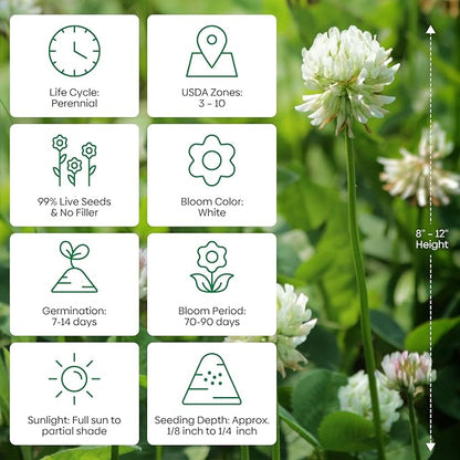White Clover Seeds, 5 lbs, Perennial White Dutch Clover Seed for Lawn, Ground Cover, Nitrocoated and Inoculated, Attracts Pollinators