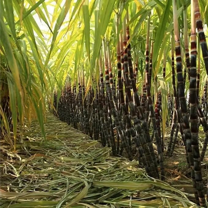 150+ Perennial Sugar Cane Seeds for Planting,Tropical Sugarcane Plant Seeds Non-GMO Heirloom Pollinated Variety for Outdoor Home