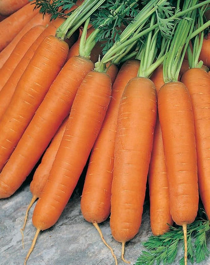16,000 Scarlet Nantes Carrot Seeds for Planting Heirloom Non-GMO 28+ Grams Garden Vegetable Bulk Survival