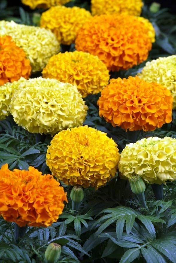 Seeds Flowers Mexican Marigold Cool Mix Annual - 250 Seeds
