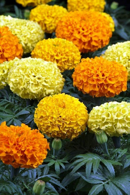 Seeds Flowers Mexican Marigold Cool Mix Annual - 250 Seeds