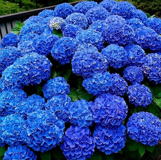 150+ Hydrangea Seeds - Mixed Color Perennial Flowers (Blue, Pink, Red & White) for Garden, Landscape & Wedding Decor – Hardy, Non-GMO, Heirloom Seed for Outdoor Planting & Potted Plants