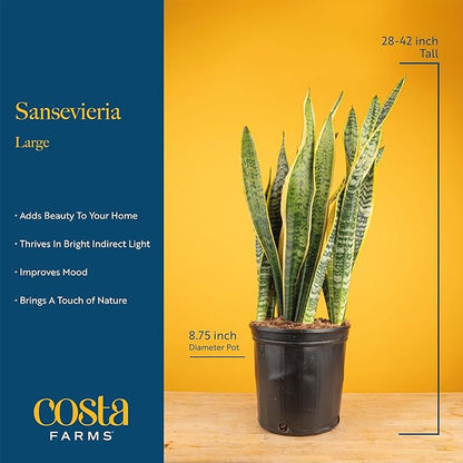 Costa Farms Snake Plant, Live Plant in Plastic Pot, Easy to Maintain, Air Purifying Large Indoor Succulent Houseplant, Assorted Variety, Home, Room, or Office Decor, House Warming Gift, 2-3 Feet Tall