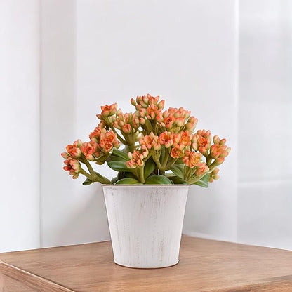 Hosley Set of 2 White Bucket/Pots with PVC Liner, 6.5" Dia x 6" H Ideal Gift for Floral Arrangements Wedding Home Office Party DIY Indoor Outdoor Garden Patio