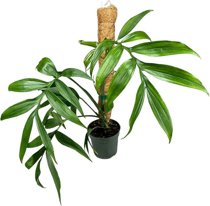 GARDENERA Premium Monstera Subpinnata Potting Mix - Expertly Crafted for Healthy Growth - 1 Quart