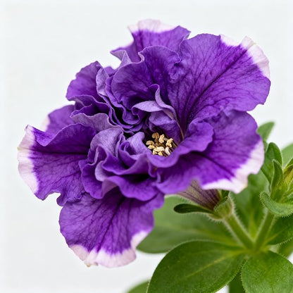 Purple Petunia Flower Seed, 300 Non-GMO Double Petunia Seeds, Annual Petunia Seeds for Planting Home Garden Outdoor