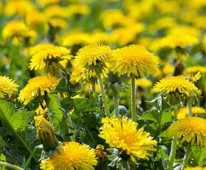 10,000+ Dandelion Seeds for Planting – Heirloom Non-GMO Taraxacum officinale, Edible Herb Seeds for Garden, Medicinal Use, Salads and Wildlife Support