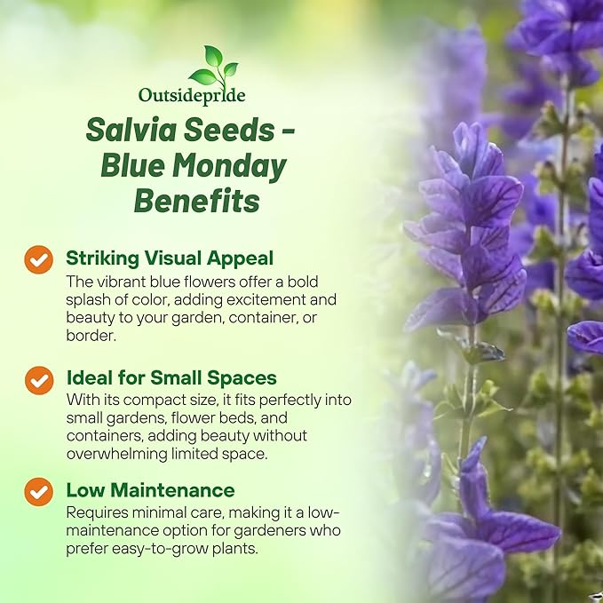 Outsidepride Blue Monday Salvia Seeds - 1,000 Pcs Annual, Compact, Heavy Blooming & Drought-Tolerant Sage Seeds for Planting Fragrant Blue Blooms for Butterfly & Hummingbird Gardens & Landscaping