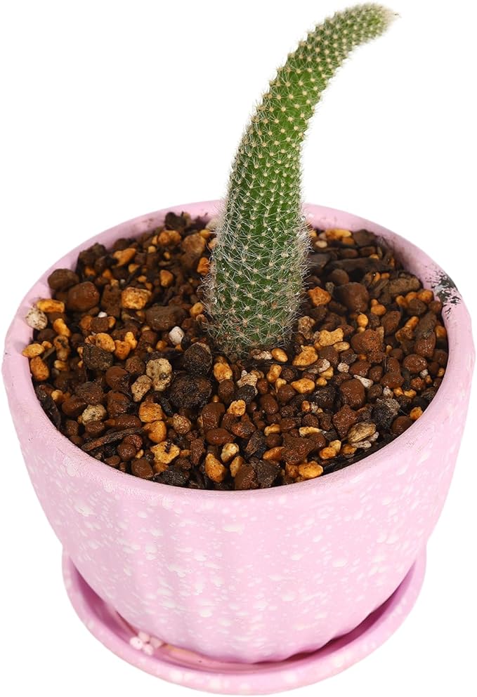 Japanese Cactus, Succulent & Aloe Vera Potting Soil Mix - 6L Peat-Free