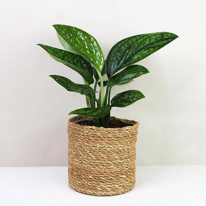 GARDENERA Monstera Karstenianum Potting Mix - Retains Moisture and Enhances Root Development - 10 Quart (2 Bags of 5 Quart)