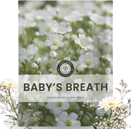 Baby’s Breath – 4,000 Seeds for Planting – 2026 Season – 5 Gram Pouch