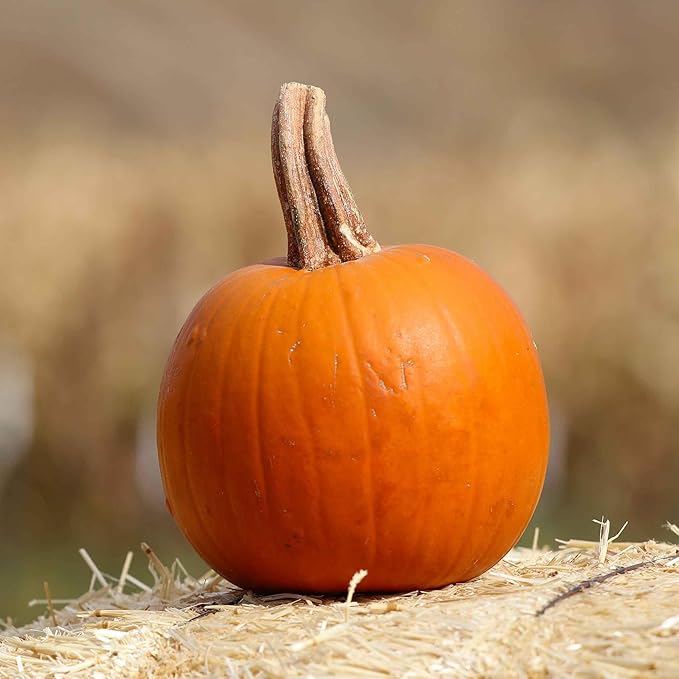 Eden Brothers Pumpkin Seeds - Spookie Non-GMO Seeds for Planting, Packet | High-Yielding, Fast Growing Vegetable Seeds, Plant During Warm Season, Zones 3, 4, 5, 6, 7, 8, 9, 10