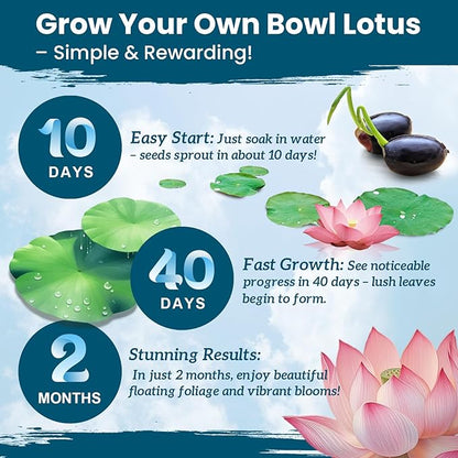 Lotus Seeds for Planting in Water | 30 PCS Mixed Color Bowl Lotus Seeds for Indoor Bonsai, Outdoor Ponds & Garden | Non-GMO Water Lily Aquatic Plant Seeds