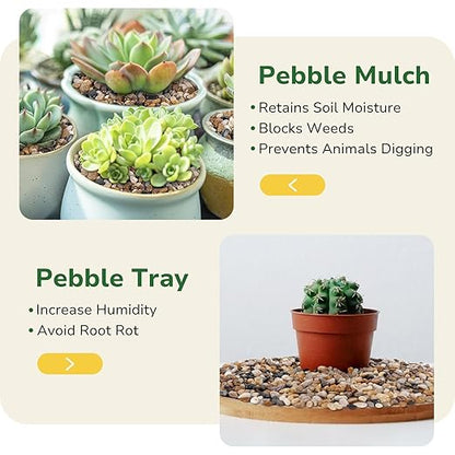 GreatBuddy 10-lb Pebbles for Indoor Plants, 3/8" Pea Gravel for Vases, Small Rocks for Succulents, Fish Tanks, Aquariums, Terrarium, Drainage Pebbles for Potted Plants, River Rocks for Landscaping