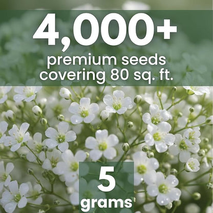Baby’s Breath – 4,000 Seeds for Planting – 2026 Season – 5 Gram Pouch