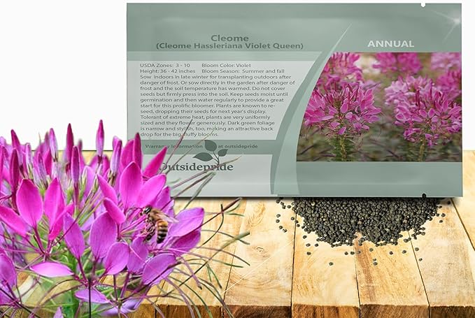 Outsidepride Violet Cleome Seeds - 1000 Pcs Annual Flower Seeds with Large, Airy, Spidery Blooms, Drought Tolerant Spider Plant for Xeriscaping, Flower Bed, Border, Pollinator, & Cut Flower Garden