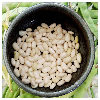 White Great Northern Bean Seeds