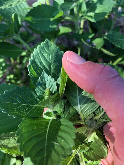 Plant Good Seed Organic Kapoor Holy Basil Seeds - Pack of 200 Heirloom Seeds for Planting Herbs, Tulsi - Gardening Supplies, Vegetables, Flower, Herb, Garden Seeds - Non-GMO, from USA