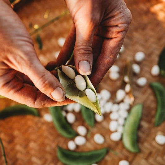 Henderson Bush Lima Bean - 4oz Bulk (~240 Seeds) - Heirloom White Butterbean Variety, USA-Grown, Non-GMO Baby Lima Bean Seeds for Planting Outdoors in The Home Garden, Thresh Seed Company